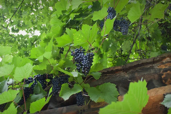Скупчення Синього Винограду Висять Гілках Крупним Планом — стокове фото