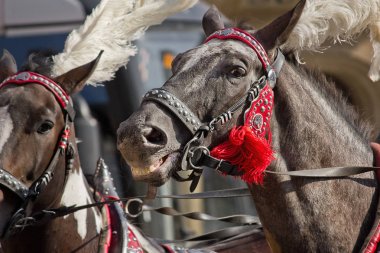 koşum yakın çekim kahverengi atlar bir çift