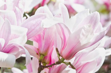 Büyük çiçekler Pembe Manolya kapatmak