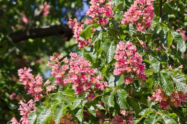 çiçekli pembe kestane yakın çekim. Bahar çiçekli ağaç