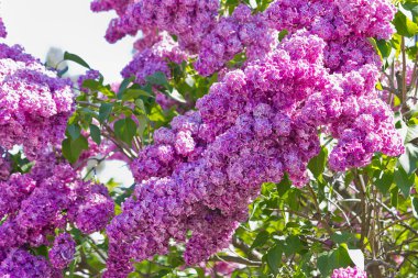 Mor leylak kaplamalı çalı