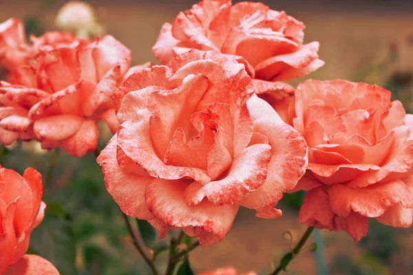 花园特写花床上的橙玫瑰 — 图库照片