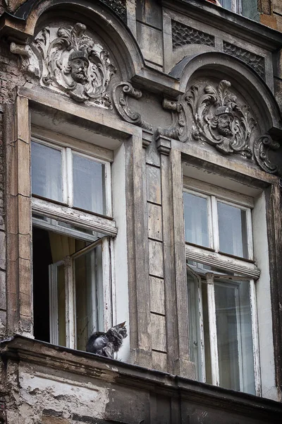 Grijze Kat Zittend Raam Van Oud Huis — Stockfoto