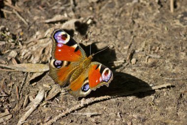 yerde oturan kelebek tavus gözü yakın çekim