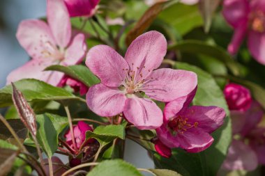 Pembe elma çiçeği yakın çekim. Bahar çiçekli ağaç.
