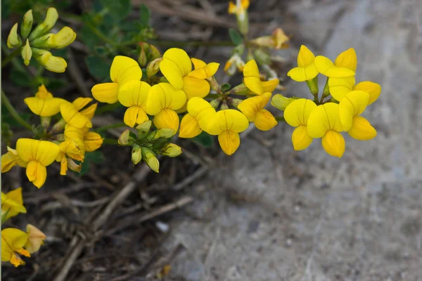 Lathyrus Pratensis Gelbe Blumen Auf Einer Wiese Nahaufnahme — Stockfoto