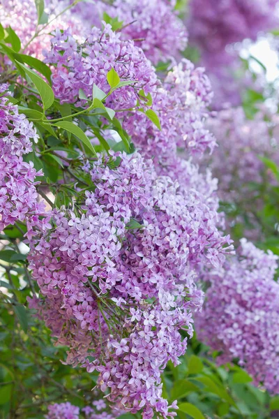 Grappes Lilas Pourpre Fleurs Gros Plan — Photo