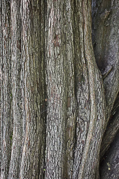 Tekstura Szorstka Kora Drzewa Hawthorn Zbliżenie — Zdjęcie stockowe