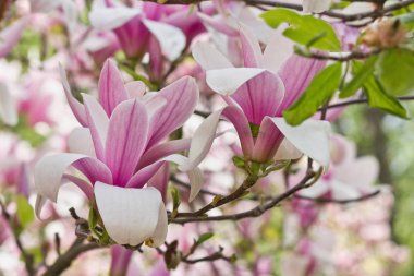 bahar bahçesinde pembe manolyaların açan dalları