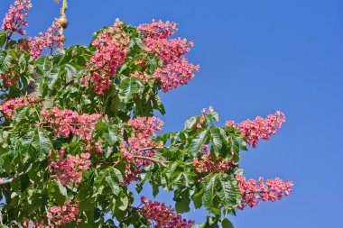 gökyüzüne karşı çiçekli pembe kestane yakın çekim. Bahar çiçekli ağaç