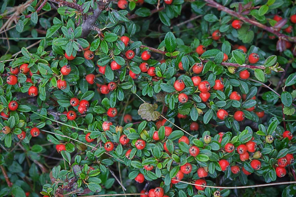 Arbusto Con Hojas Verdes Bayas Rojas Cerca —  Fotos de Stock