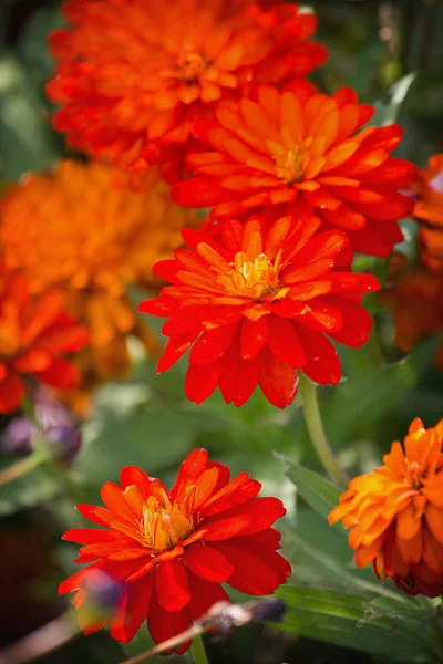 Die Orangefarbene Chrysantheme Wächst Großaufnahme Garten Auf Dem Beet Gartenblumen — Stockfoto