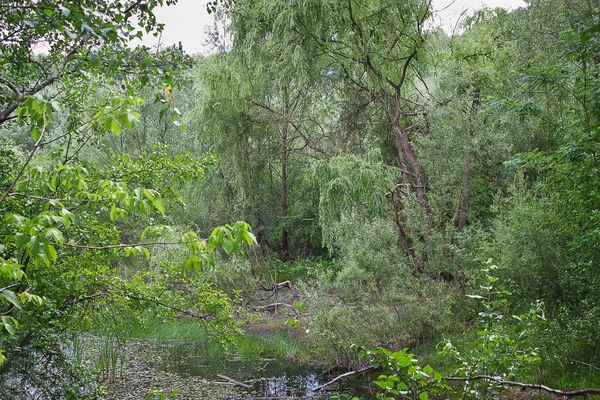 Waldsee Mit Bäumen Und Sträuchern Bewachsen Sommerlandschaft — Stockfoto