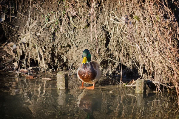 Stående Stranden Dammen Vild Anka Närbild Drake Gräsand — Stockfoto