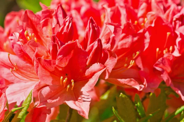 Bahçe Closeup Bush Kırmızı Rhododendron — Stok fotoğraf