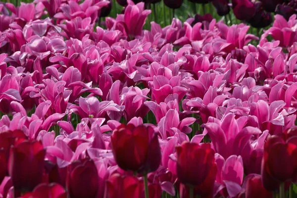 Flowerbed Pink Purple Tulips Park — Stock Photo, Image