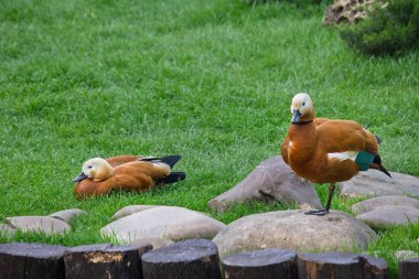 çim arka plan üzerinde taşlar üzerinde iki ördek ogar closeup