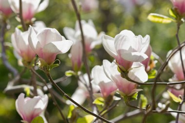Beyaz ve pembe çiçekler closeup ile çiçekli manolya dalı