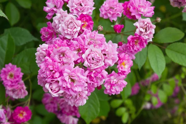 Ramo Pequeñas Rosas Rosadas Primer Plano Creciendo Arbusto — Foto de Stock