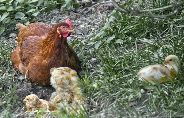 brown chicken hen with small chickens in green grass close-up