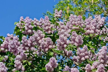 Bahar çiçekleri açan mor leylak çalıları.