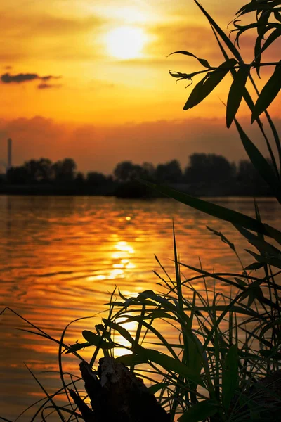 Orangefarbener Sonnenuntergang See Sommerlandschaft Blick Aus Dem Dickicht Des Grases — Stockfoto