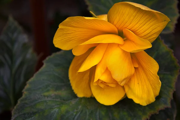Eine Gelbe Begonie Nahaufnahme Auf Einem Hintergrund Aus Blättern — Stockfoto
