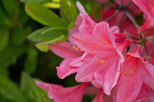 Yeşil Arkaplan Pembe Rhododendron Çiçekleri Yakın Plan — Stok fotoğraf