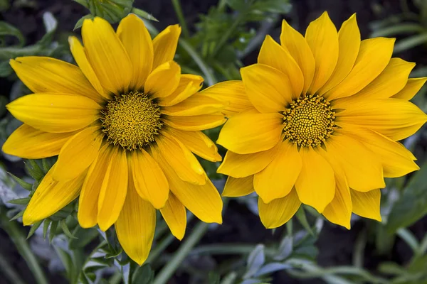 Zwei Gelbe Gerberas Auf Einem Blumenbeet Nahaufnahme — Stockfoto
