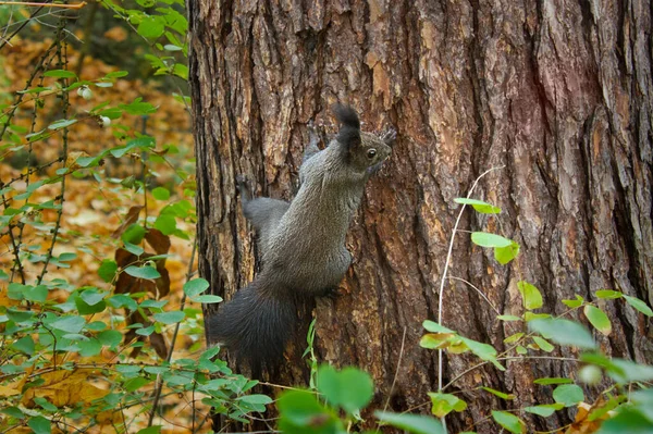 Brown Squirrel Close Sitting Tree Autumn Forest — Stock Photo, Image