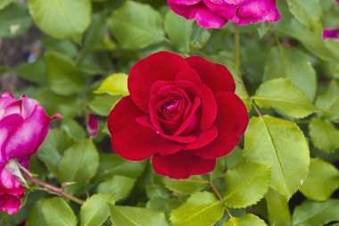 Çiçek açan bir gülü yakından çek. Kırmızı gülleri olan bir çalı