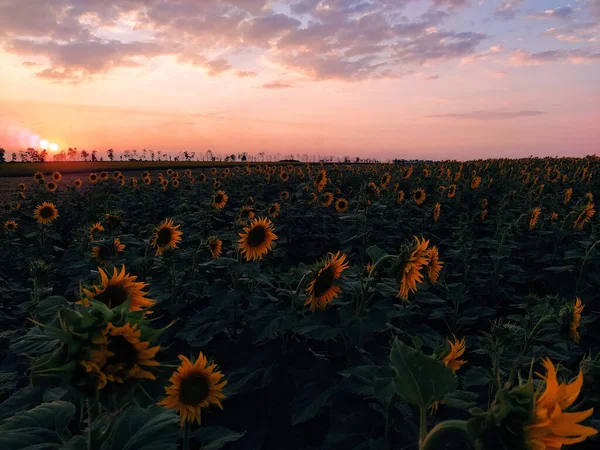 Champ Tournesols Sur Fond Coucher Soleil Nuages Dans Soirée — Photo