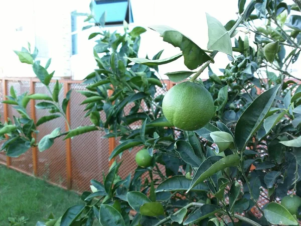 Green tangerine tree in a hotel in Turkey