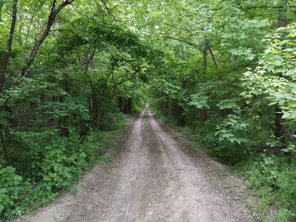 Yeşil Yaz Ormanlarında Yol — Stok fotoğraf