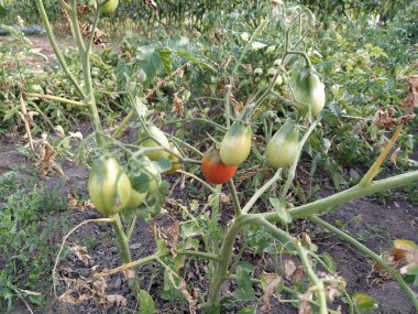 Bahçede büyüyen domates çalıları
