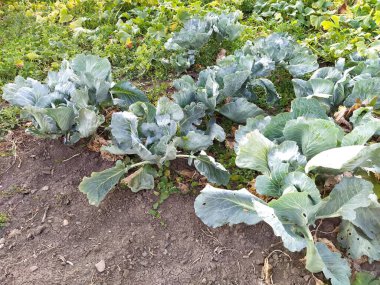 Bahçede lahana yetişiyor.