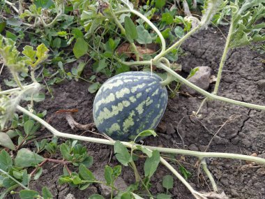 Bitkiler arasında tarlada büyüyen küçük karpuz