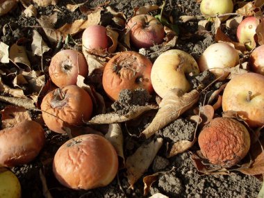 Düşmüş elmalar yerde yatıyor.