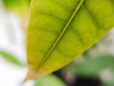 Yeşil bitki yaprağı makroyu kapat