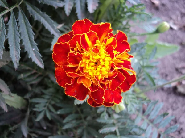 Belles Fleurs Souci Dans Jardin Macro — Photo