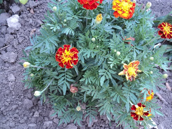 Piękne Kwiaty Nagietka Ogrodzie Makro — Zdjęcie stockowe