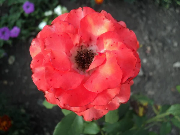 Rosenblüten Einem Privaten Garten — Stockfoto