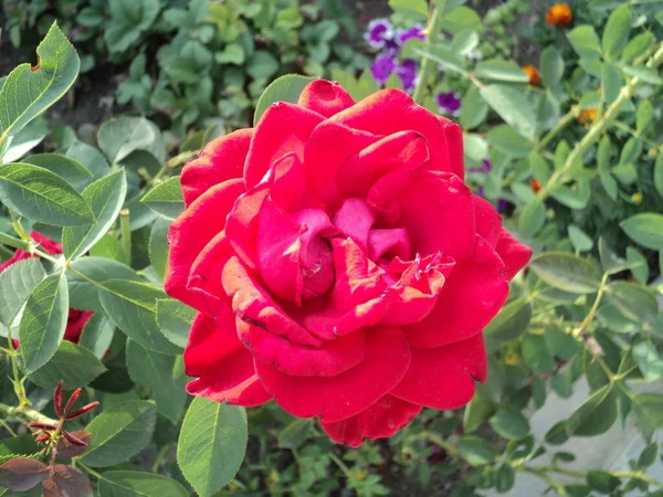 Rosenblüten Einem Privaten Garten — Stockfoto