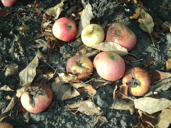 Upadłe Jabłka Leżą Ziemi — Zdjęcie stockowe