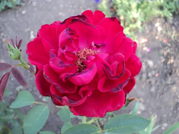 Rosenblüten Einem Privaten Garten — Stockfoto