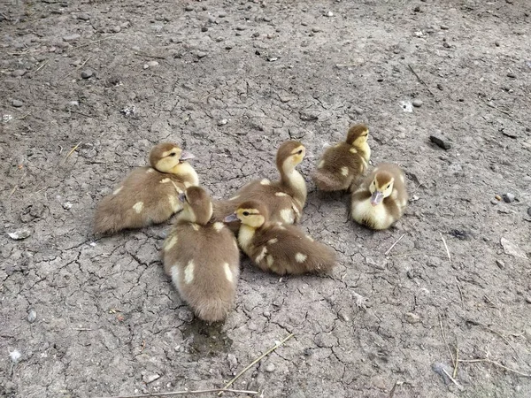 Little Ducklings Sit Group Yard — Stock Photo, Image
