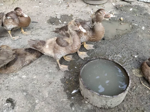Domestic Ducks Drink Water Yard — Stock Photo, Image