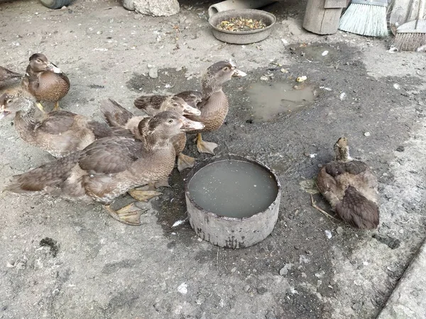 Los Patos Domésticos Beben Agua Patio — Foto de Stock