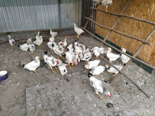 Chickens Walk Chicken Coop — Stock Photo, Image