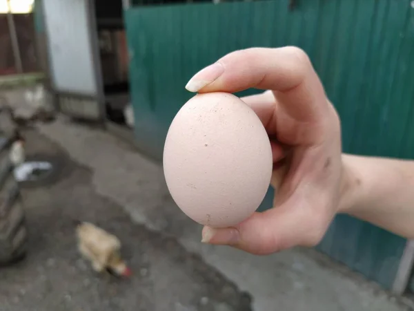 Dłoń Kobiety Trzymającej Świeże Jajko Bliska — Zdjęcie stockowe